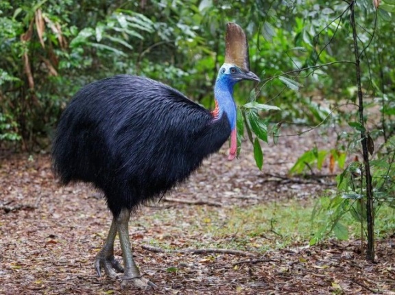オーストラリア「お前らの国にも絶対に近づくなって動物はいる？」