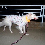 いんちょブログ