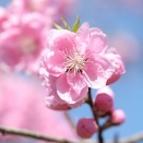 3月22日の自然観察　豊川