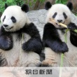 上野動物園の双子パンダ「シャオシャオとレイレイ」 1月末に中国に返還へ