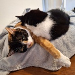 英国つれづれ日記