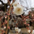 梅の花　結城神社(2)