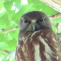 2026天然記念物大銀杏でアオバズクを撮る5🦉📸（足利市鑁阿寺）