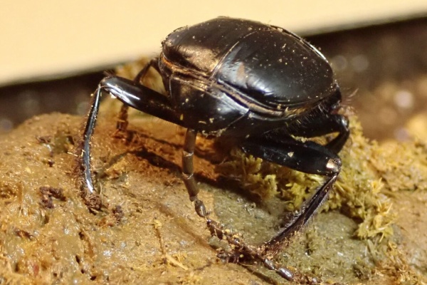 むしむしブログ - タマオシコガネ