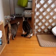居候とラブアタックは粘り腰