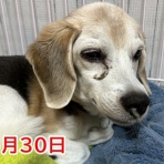 ガオだらけな日々　
