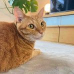 やさしい時間と、ねこ暮らし