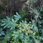 カモもすなる日記といふもの