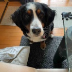 バーニーズのジョンとわんこの里親探し