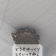  4月5日　玄鳥至(つばめきたる)