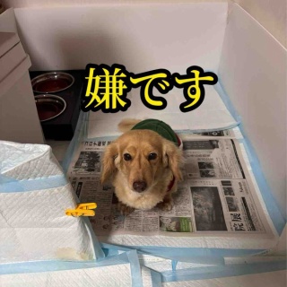 メルロコ一家の横須賀ストーリー