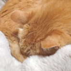 酒とロックな日常