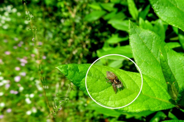 山川草木・動物 歳時記 Ⅱ - 2024年05月