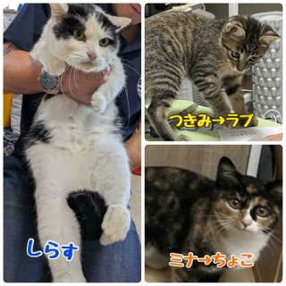 青梅ニャンだふる☆Life