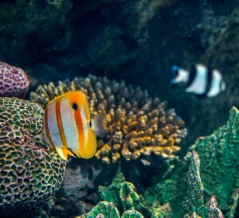 下関卒業旅行記④ 海響館へ。海の生き物たちに心を奪われた午後
