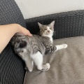 馴れ猫だけど・・・問題児だいずくんのご紹介
