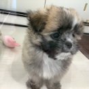 今日のわんこ