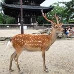 へずまりゅうさんが芽吹かせた『奈良のシカ』問題、やばいことになってた・・・