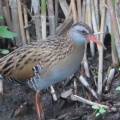 クイナの蔵出し画像14🦜（多々良沼公園）
