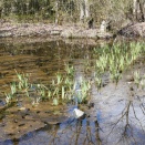 キショウブの除去作業。