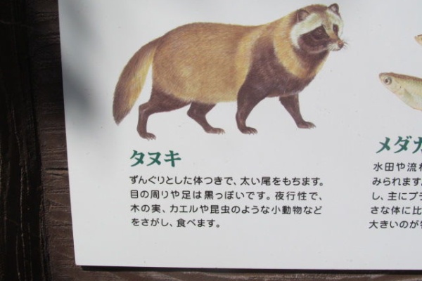 ﾀﾇｷｳｫｰｶｰｽﾞ野生動物探索日記 タヌキネットワーク