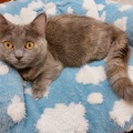 マンチカンちゃん🐈