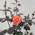 みごと！わぁってくらい、花をつけてくれないかなぁ。。。