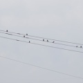 令和6(2024)年7月9日の鳥さん Vol.2　矢切で野鳥の観察･撮影 元気に餌を強請るモズの幼鳥の登場!!