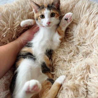 猫とお酒と日々のこと