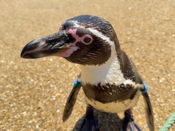 ペンギンの聖地で、ペンギンと0距離イベント！「長崎ペンギン水族館」（長崎市網場町）