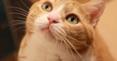 リセットする猫。