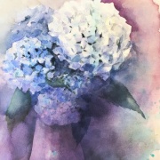 梅雨の終わりに滑り込みセーフで紫陽花を描く : 水彩的生活KUROKAWAの