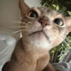 朝一番の猫たち