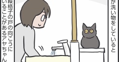 めずらしい猫パンチ