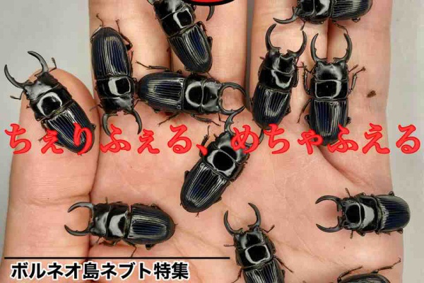 クワカブ好き アロワナとクワガタ好き on X