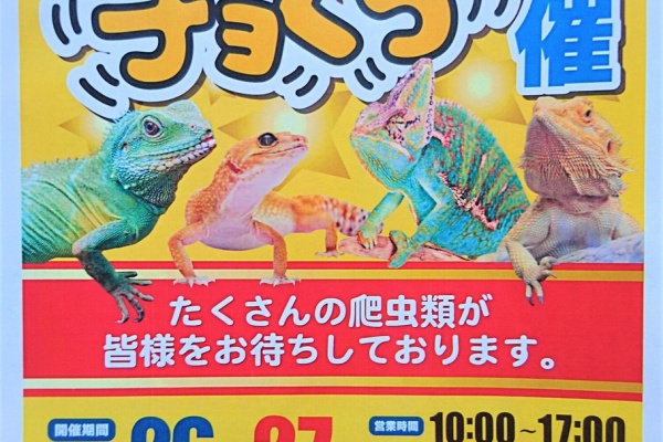 爬虫類倶楽部ファームブログ ホームアシスト