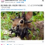 顔が無数の黒い突起物で覆われた、ゾンビウサギを目撃【アメリカ】