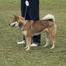 仔犬か、成犬か