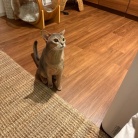 お気に入りのおもちゃが出てこない時の、ちょっと不満げなわか坊