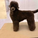 トイプードル  シャンプーカット