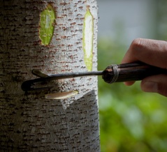 紅葉が綺麗になって来たのでめんぱに打ち込み始めました