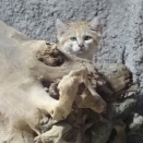 ピョンタッチ広場の新顔モモイロインコさん、そしてスナネコ・シャリフさんのカメラ目線～9月上旬の神戸どうぶつ王国（１２）