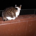 猫に小判を与えたら。 埋蔵金：千八百八拾九両　開けろ入れろぉ～、言ぅ～ときながらぁ・・・。