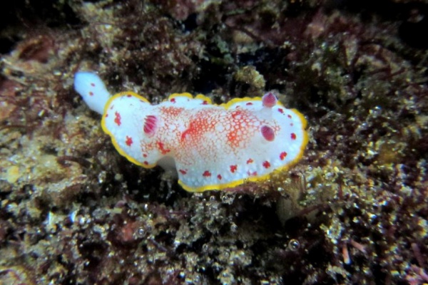 壁紙 ダイビング