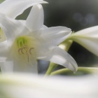 『初夏のイリュージョン　６』の画像