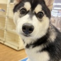 ハスキー　ベルちゃん