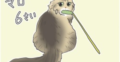 マロちゃん6歳になりました