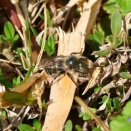 ムラカミツツハナバチ/ Osmia submicans