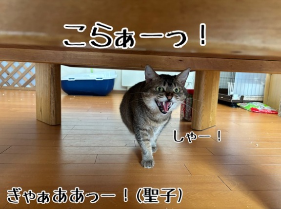 春乃の目は節穴すぎる