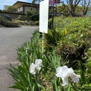 本日は、安息日　…  ❣️